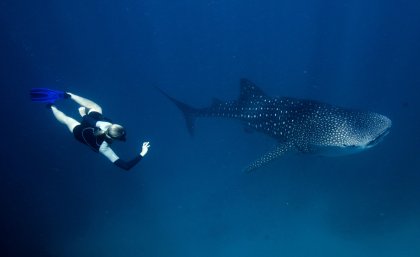 Samantha Reynolds with a whale shark - image Janine Marx Samantha Reynolds with a whale shark - image Janine Marx